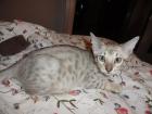 Bengalkitten in brown rosetted brown marbled und silber mink rosetted