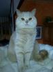 Zwei tolle Katzen suchen ein neues zu Hause