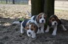 Beagle Welpen reinrassig tricolor in liebevolle