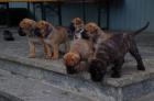 Reinrassige Bullmastiff - Welpen mit Ahnentafel