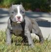 American Pit Bull Terrier Welpen Blueline .