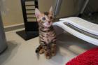 Traumhafte Bengal Kitten mit tollem Stammbaum abzugeben