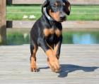 Liebe Dobermann Welpen reinrassig aus liebevoller Aufzucht mit Papiere