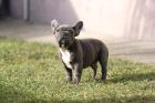 Französische Bulldoggenwelpen in blue fawn und blue pied ab sofort abzugeben