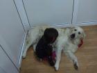 Sally sucht ein neues Zuhause