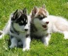 Siberian Husky Welpen mit blauen Augen