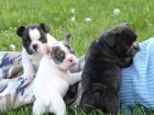 Blau Französische Bulldogge Welpen