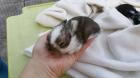 Putzige Baby Zwergwidder Kaninchen in Außenhaltung