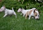 Wunderschöne Miniatur Bullterrier Welpen PLL frei
