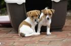 Schöne Jack Russell Welpen