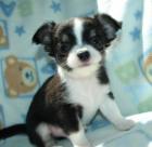 Chihuahua Welpen whatsapp 4368864164348