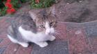 Kater Schurik schmerzlich vermisst