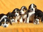 Beagle Welpen