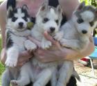 Siberian Husky Welpen mit Stammbaum