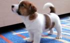 Jack Russell Terrier
