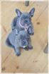 Blaue Französische Bulldogg reinrassig