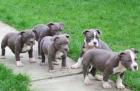 Blueline American Pitbull/Bully Welpen