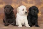 Typvolle Wunderschöne Labrador Welpen abzugeben.