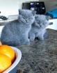 Britisch Kurzhaar Kitten mit Stammbaum