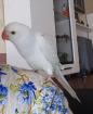 Papagei Dame in weiss/hellblau