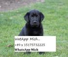 Perfekte Labrador Retrievers-Welpen zu verkaufen.