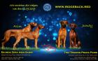 Rhodesian Ridgeback Welpen Wurfplanung AKTUELL - zum September 2022