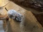 Degu Männchen sucht liebevolles Nest