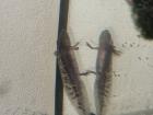 Axolotl abzugeben