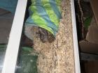 4 weibliche Degus zu verkaufen