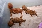 Nephrurus zum Verkauf angeboten