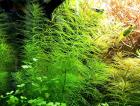 Guyana Tausendblatt Bündel Aquarienpflanzen Versand/ Abholung