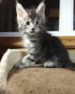 Reinrassige Main Coon Kitten abzugeben 3 3 3