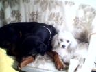 Eddis Hundeschule Pension Frisieren