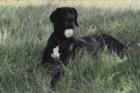 Deutsche Doggenhündin kastriert 1 Jahr