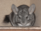Chinchilla Dame sucht dringend Heim
