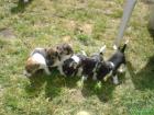 Französische Bulldogge schwarz und schwarz-weiss