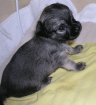 4 Chihuahua Welpen Düsseldorf