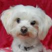 MAYLA LING - Malteser - 3 Jahre - Tierhilfe-Franken e. V.