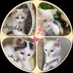 Reinrassige Kitten Neva Masquerade / Sibirische Katze mit Stammbaum