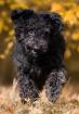 Otto - Aktiver Schmusehund Otto sucht neuen Wirkungskreis
