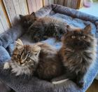 Maine Coon Perser Kitten