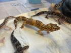Leopardgecko Gruppe 8 Tiere