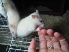 Rattenbabys Siam 5 Wochen alt suchen neues Zuhause