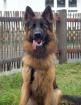 PRETTY DIANA - Altdeutscher Schäferhund - 1 Jahr - Tierhilfe-Franken e. V.