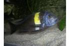 Gruppe Tropheus Duboisi Maswa und Tropheus Moori Bulu Point
