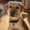 Abby - sucht ein hundeerfahrenes und souveränes Zuhause
