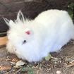 FLÖCKCHEN - Kaninchen - 4 Jahre - Tierhilfe-Franken e. V.