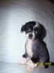 Kleine Chinese Crested Welpen abzugeben