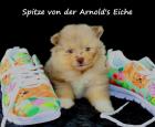 Teacup Pomeranian Hündinwelpe orange 06331258619