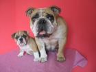 WURFPLANUNG -ENGLISCHE BULLDOGGE-